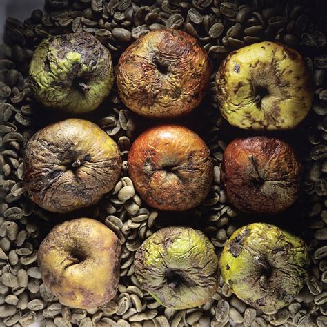 Rotten Apples .